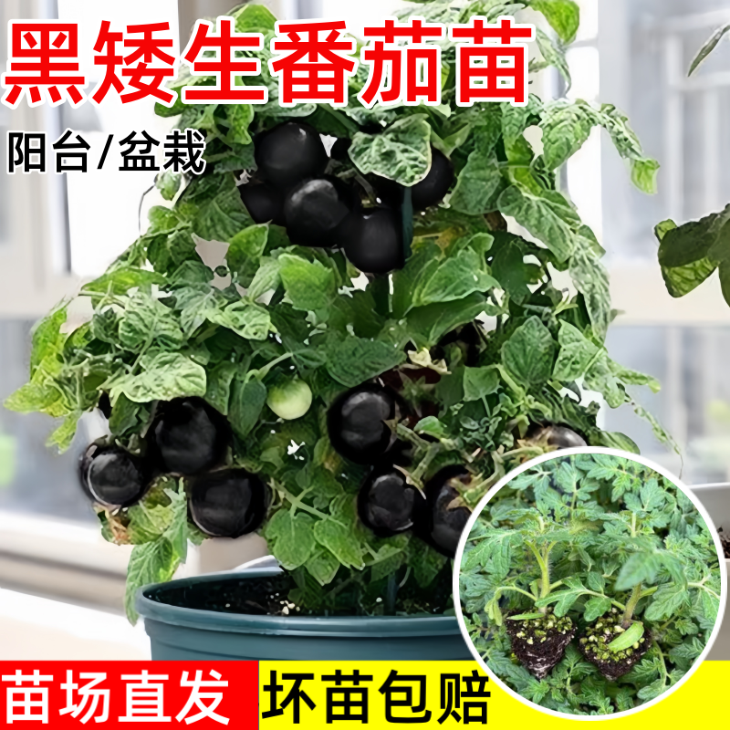 黑矮生番茄苗秧四季盆栽子