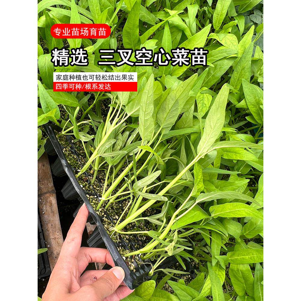 寿光三叉空心菜苗秧高产春