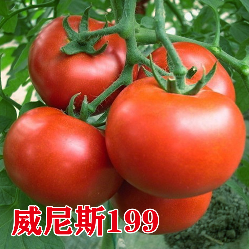 石头番茄种子苗大红西柿籽