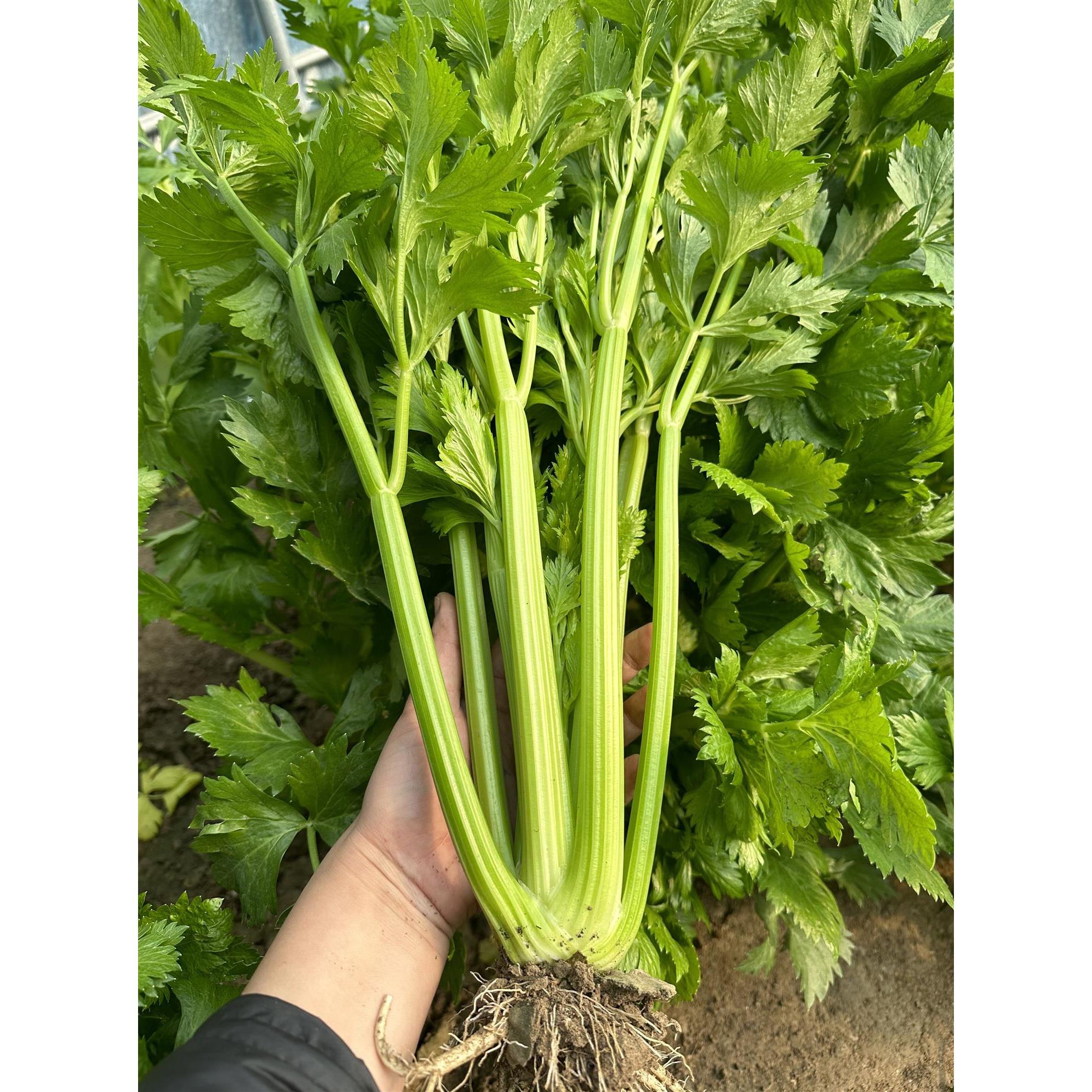 寿光蔬菜种子芹苗西小香籽