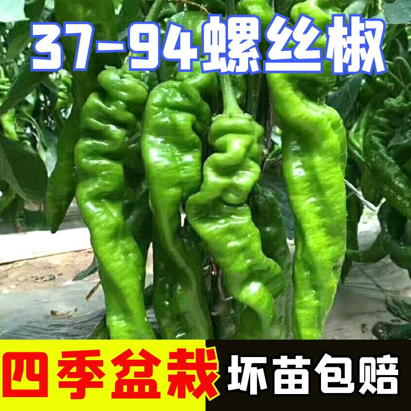 博陇螺丝椒苗子博陇螺丝椒秧苗