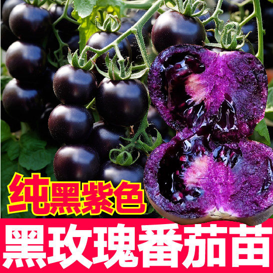 纯黑紫色玫瑰番茄秧苗带土