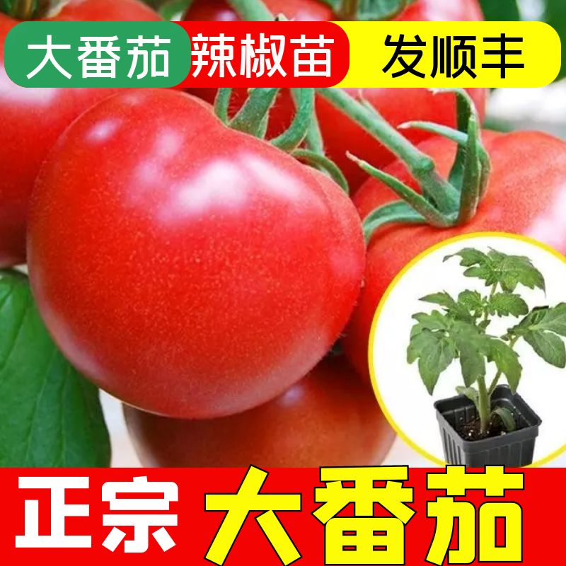 穴盘大红番茄秧苗四季阳台高产苗