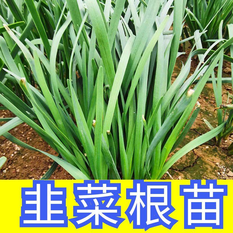 韭菜根苗包邮现挖宿根四季阳台种植蔬菜盆栽吸甲醛花卉绿植蔬菜苗