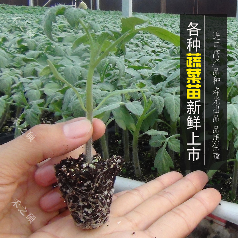 番茄苗西红柿嫁接黄瓜辣椒