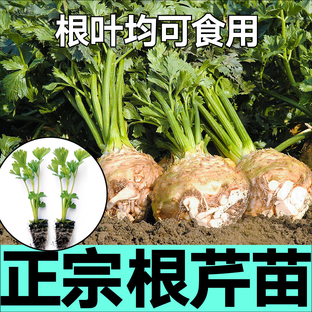 正宗根芹菜苗秧种子阳台室