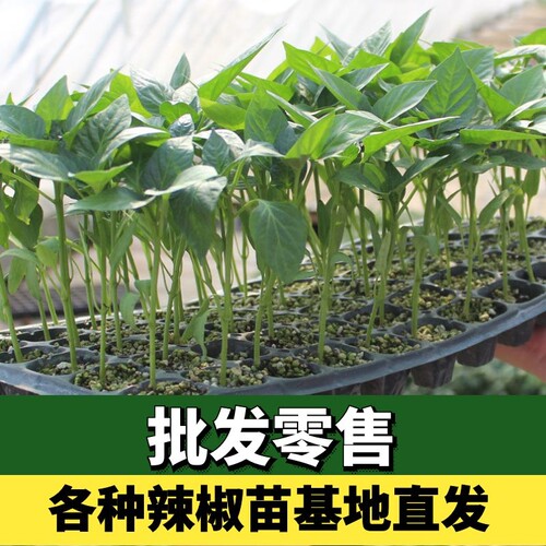 四季种植食用寿光辣椒苗
