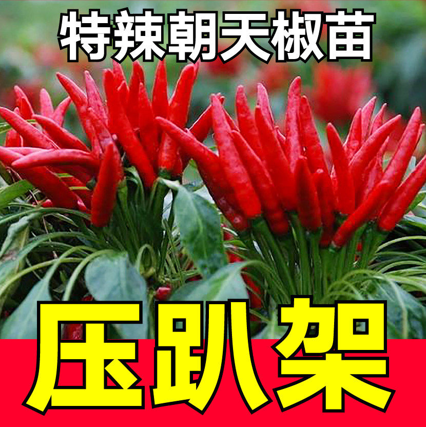 压趴架特辣朝天椒苗秧种子