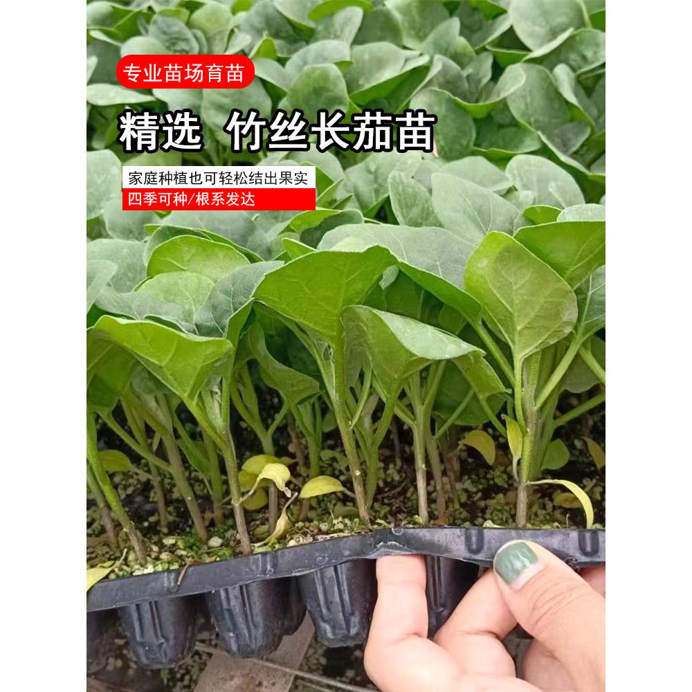 正宗竹丝茄秧苗花长种子肉