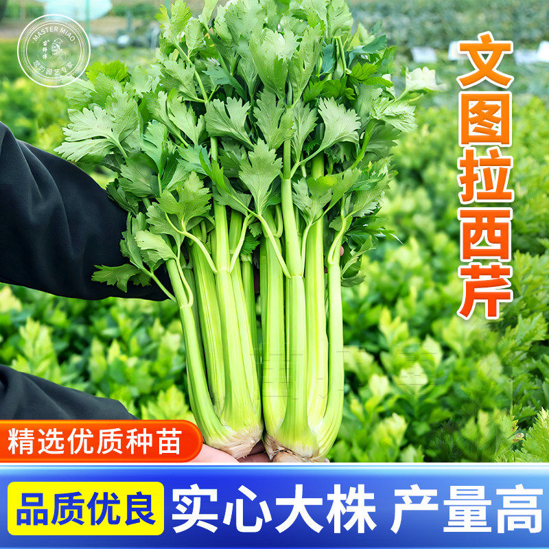文图拉西芹种子芹菜种子大香芹籽种春季四季盆栽芹菜苗幼苗蔬菜孑