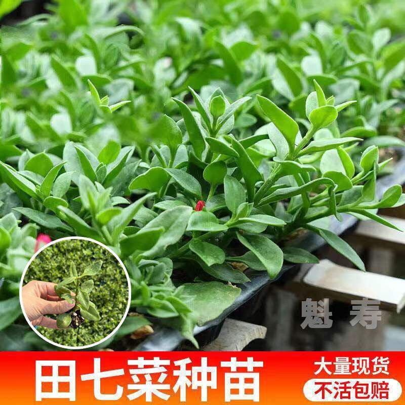 可食用盆栽菜苗秧田七花室