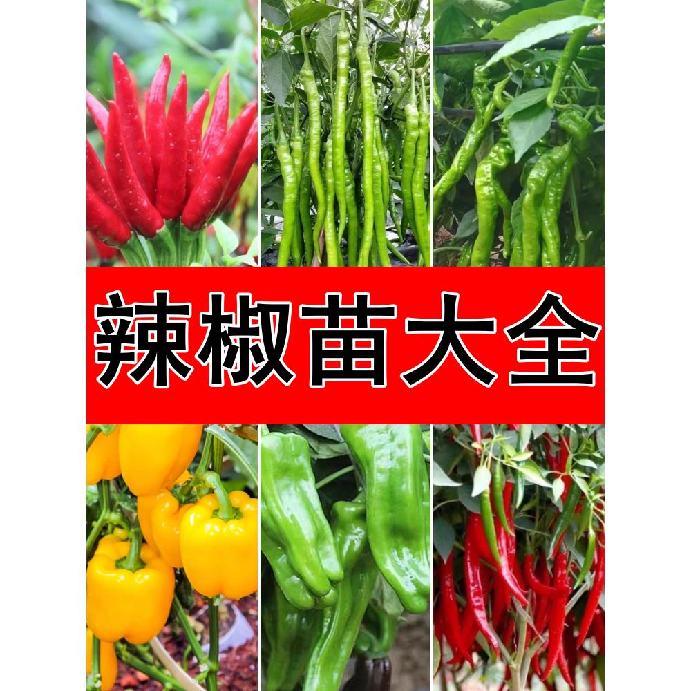 四季辣椒苗秧小米朝天香线