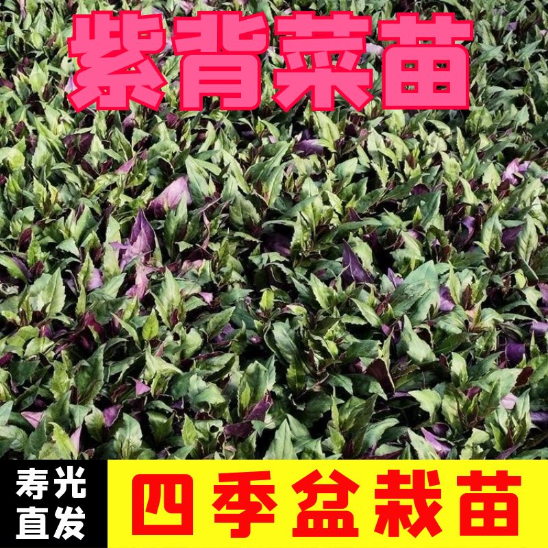 紫背菜苗子红风观音天葵营