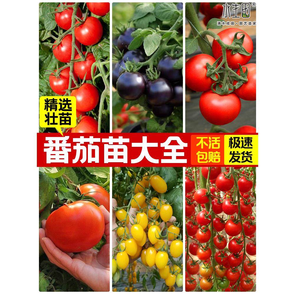 矮生番茄苗小西红柿秧千禧