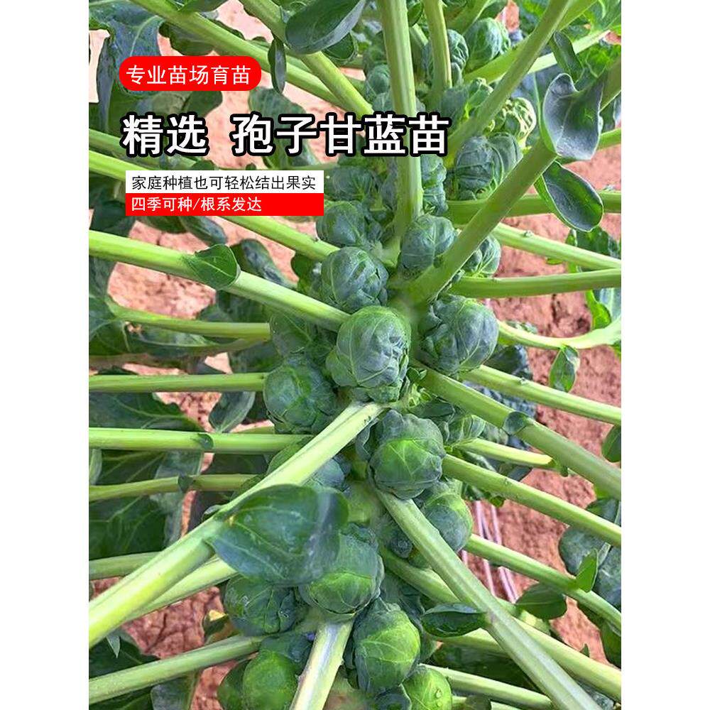 孢子甘蓝菜种苗包心抱兰小