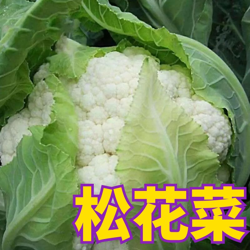 正宗花菜苗子四季盆栽