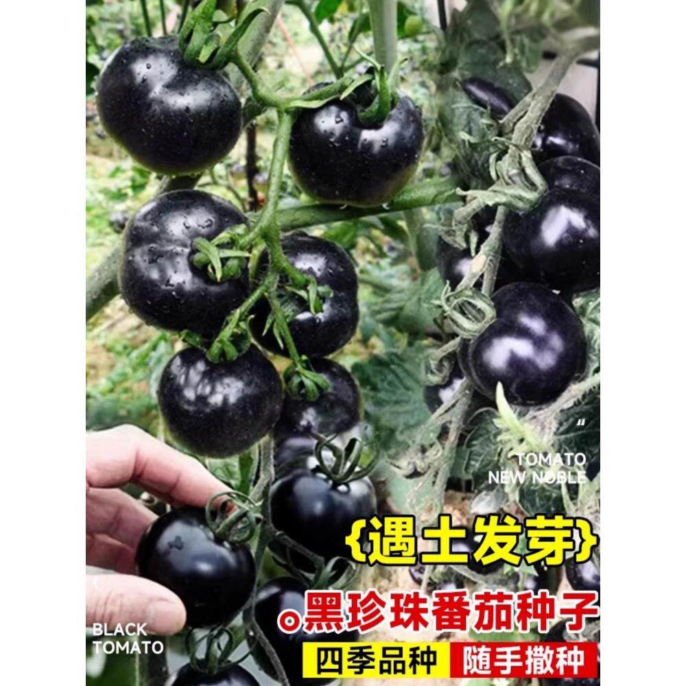 黑番茄种子秧苗水果蔬菜籽