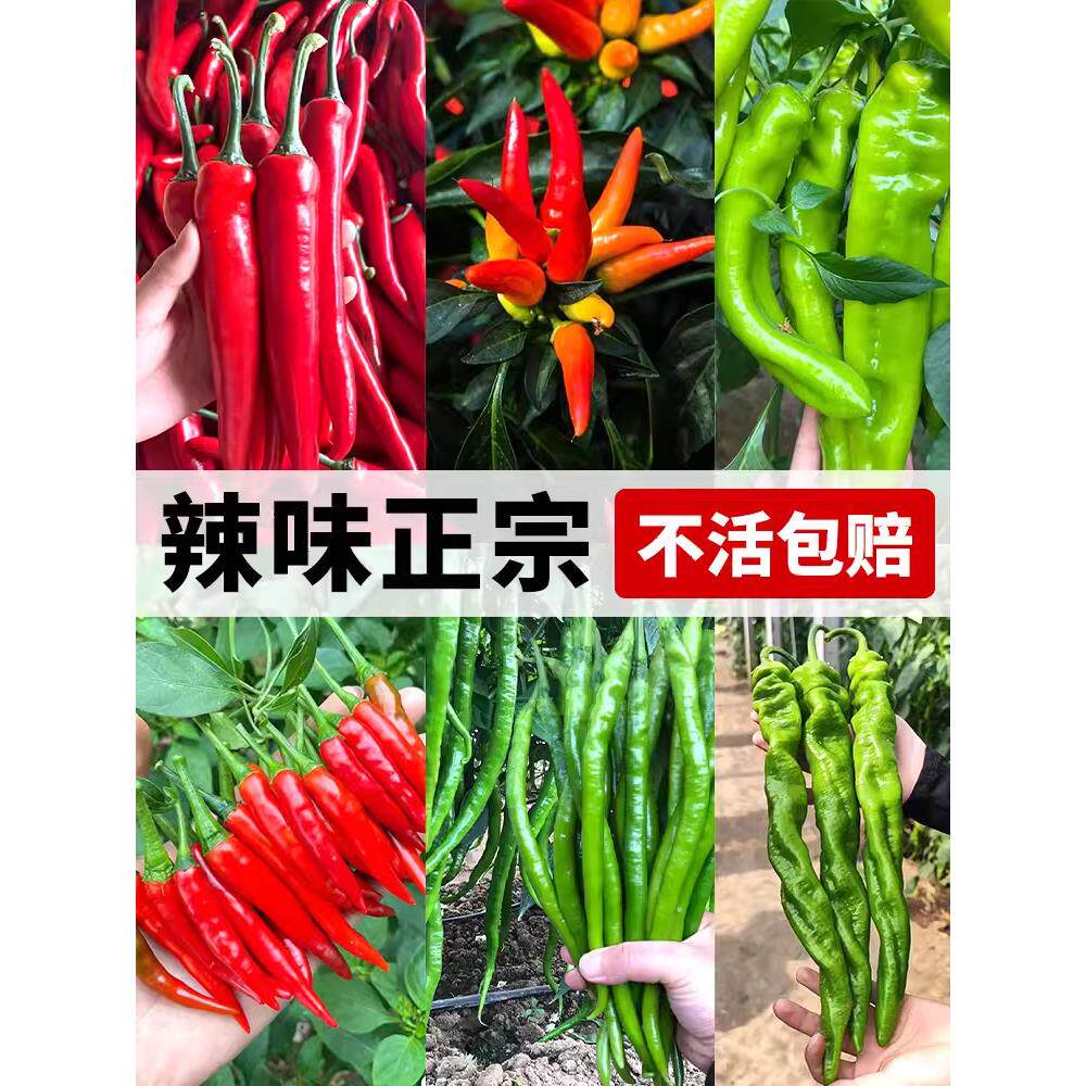 辣椒苗青幼秧七彩朝天小米