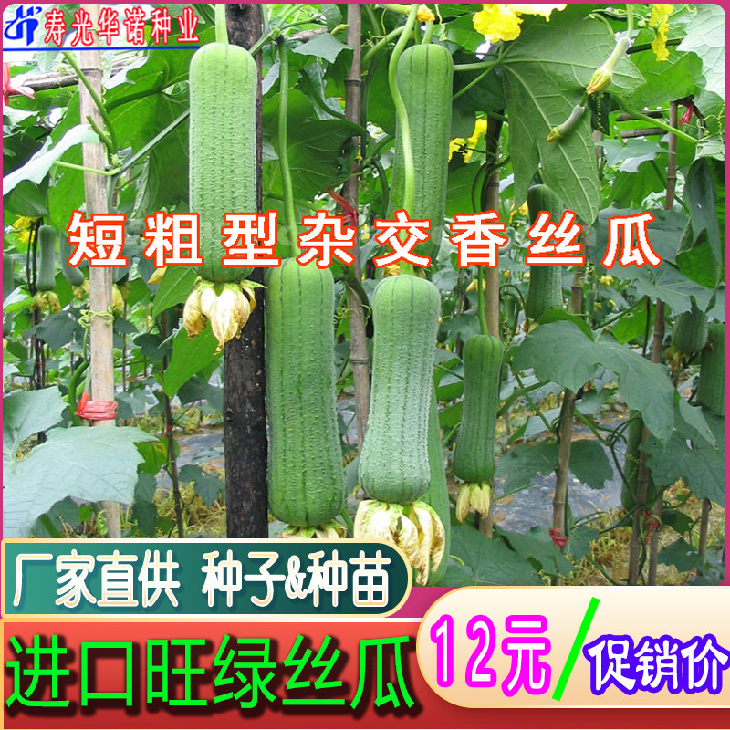 旺绿丝瓜F1肉种子线短粗香