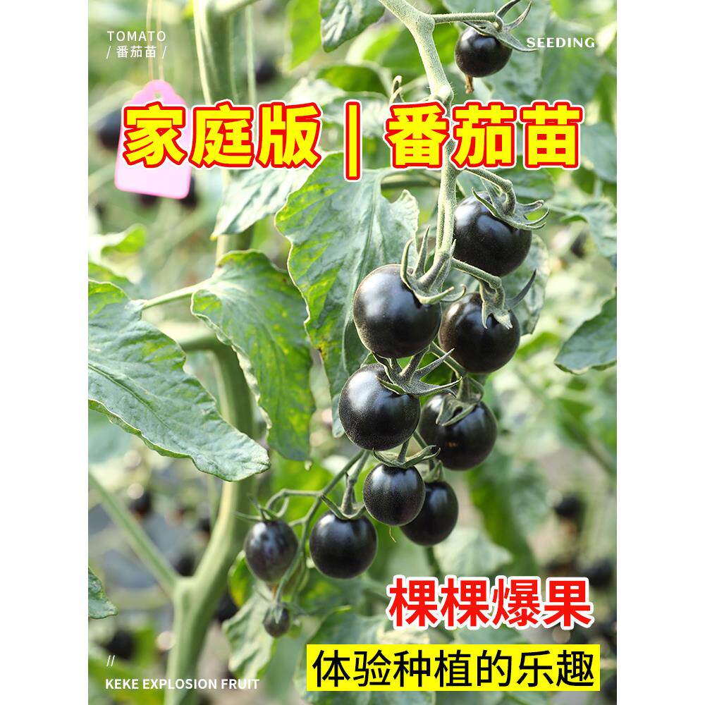 黑珍珠番茄苗黑小西红柿种子四季盆栽圣女果秧苗大全水果千禧苗春