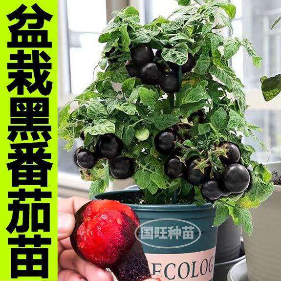 盆栽矮生黑番茄苗秧带土球
