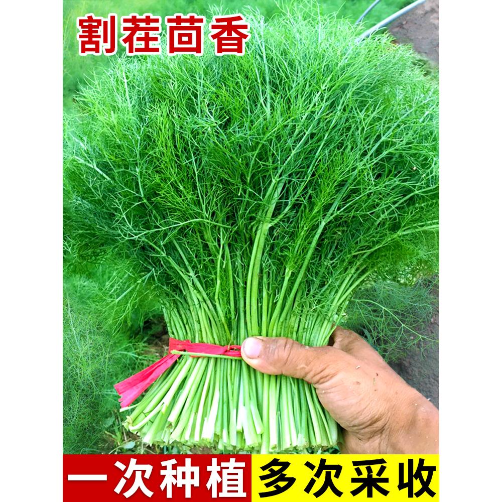 割茬小茴香种子苗回盆栽籽