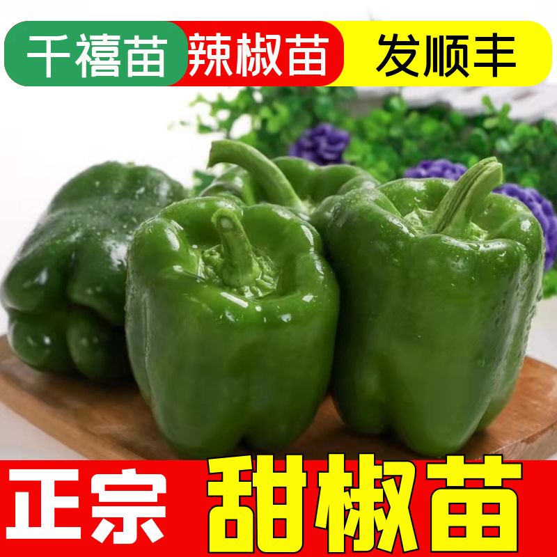 绿甜椒苗子青灯笼彩洪荒秧