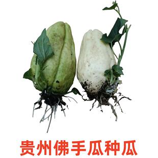 佛手瓜苗种子种籽带芽佛手瓜瓜种新鲜扶手瓜种孑南方四季蔬菜菜苗