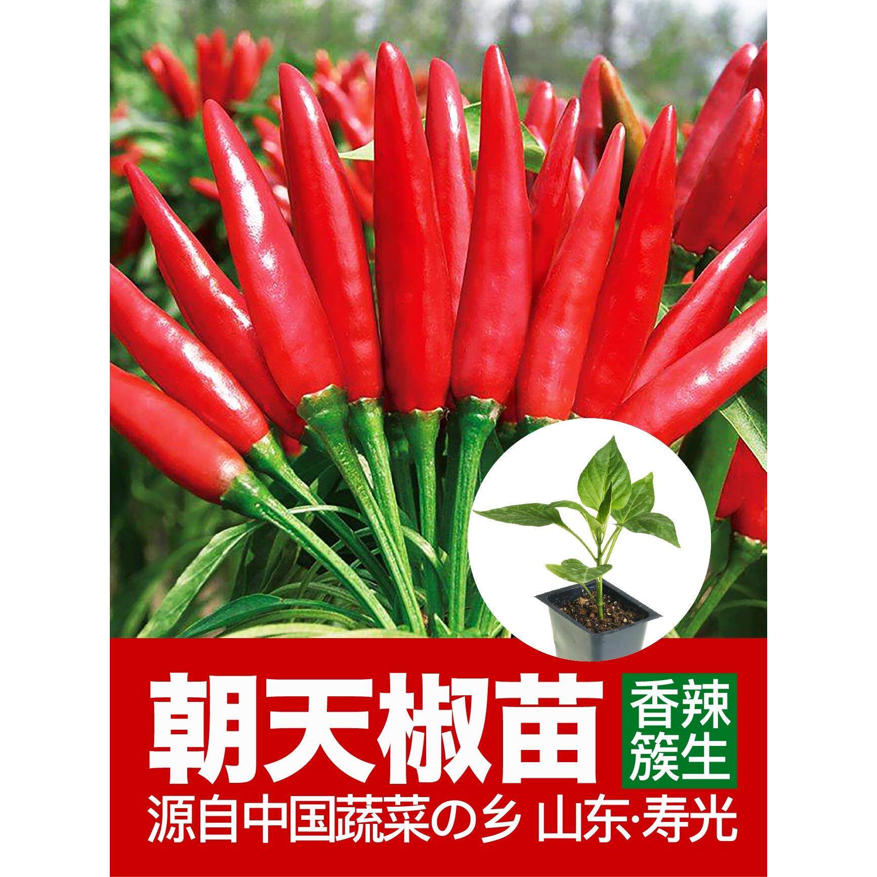 朝天椒苗辣种子盆栽小米超