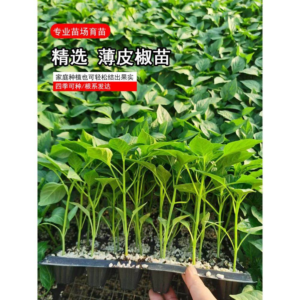 薄皮辣椒苗秧高产皱青超麻