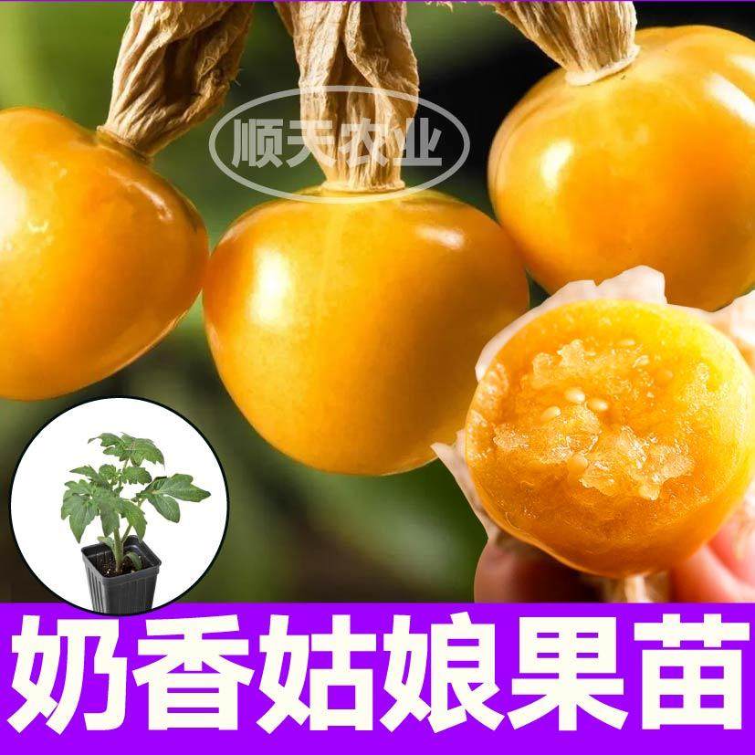 超甜大果奶香姑娘苗秧灯笼
