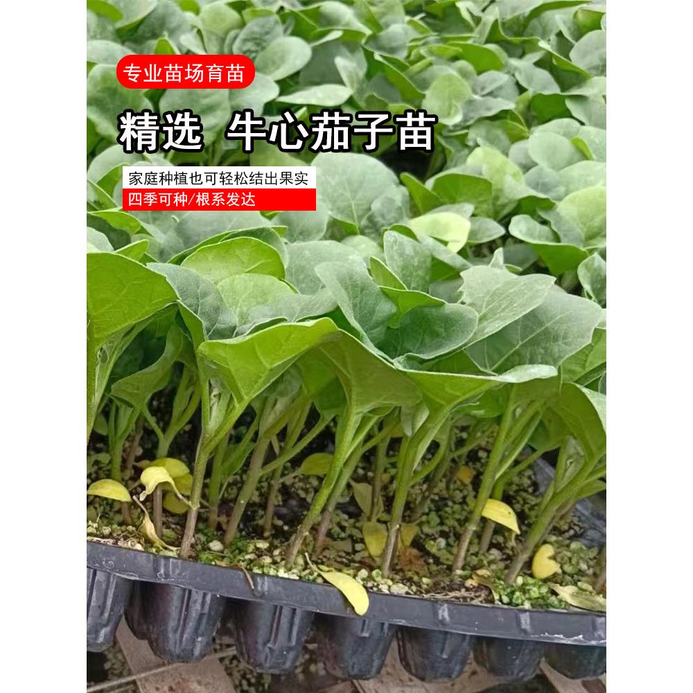 牛心茄子秧苗四季紫罐高产