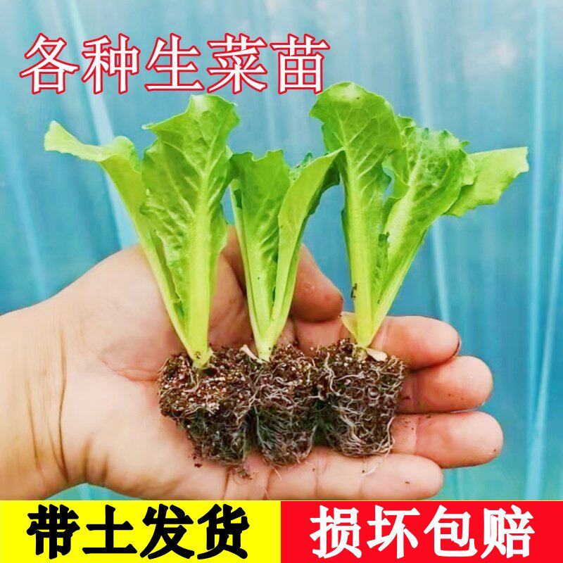 奶油生菜苗秧带土意大利罗