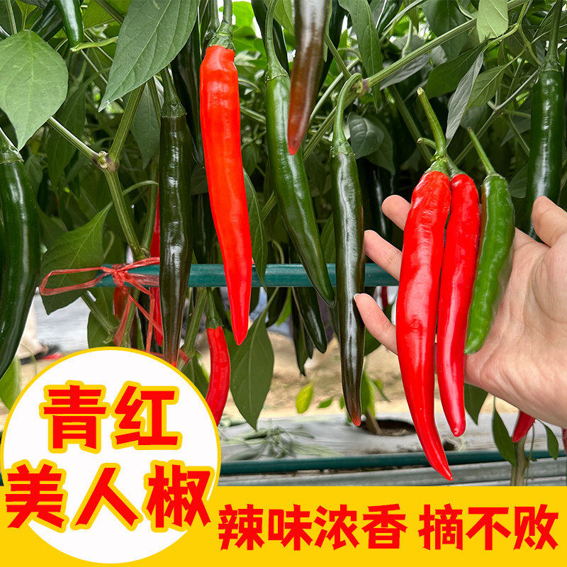 香辣美人椒苗子大树红尖种