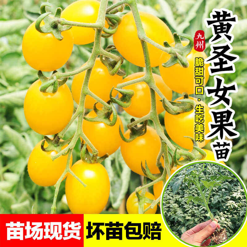 脆甜黄圣女果苗秧千禧樱桃