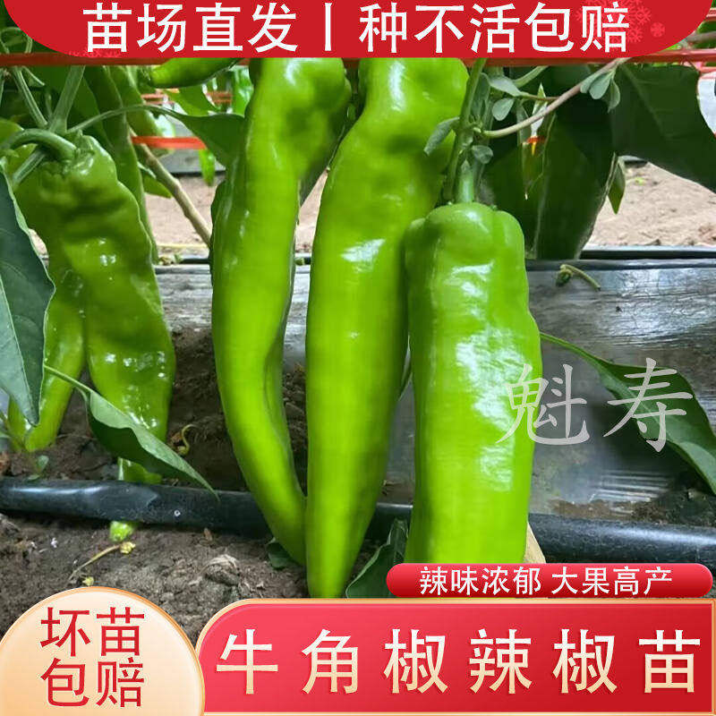 特大牛角椒种苗籽秧辣青四