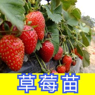 草莓苗四季结果红颜奶油盆栽秧苗带土可食用阳台种植新苗秧穴盘苗