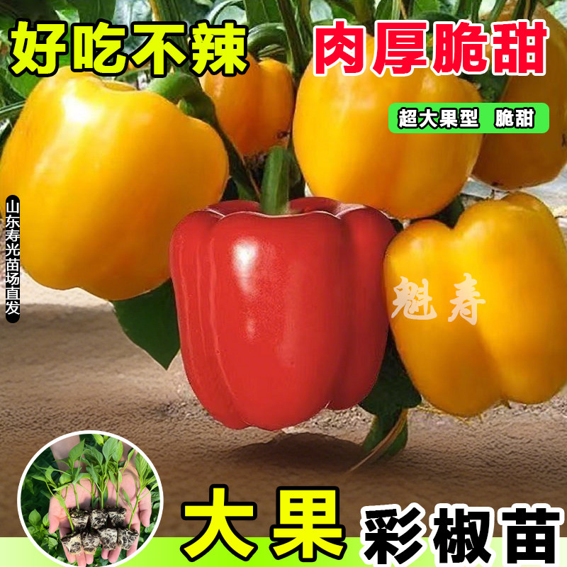 寿光五彩甜椒苗秧水果辣红