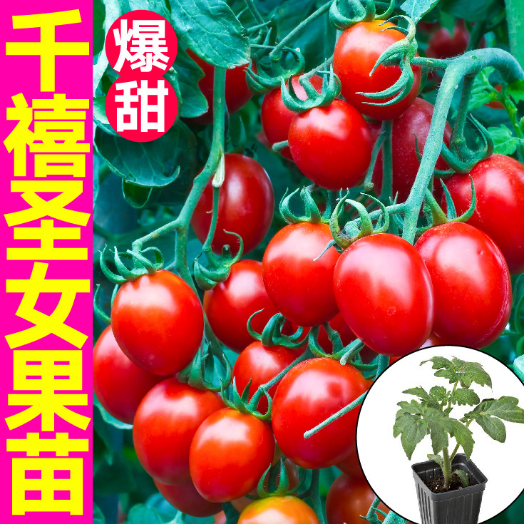 寿光爆甜千禧圣女果苗秧穴