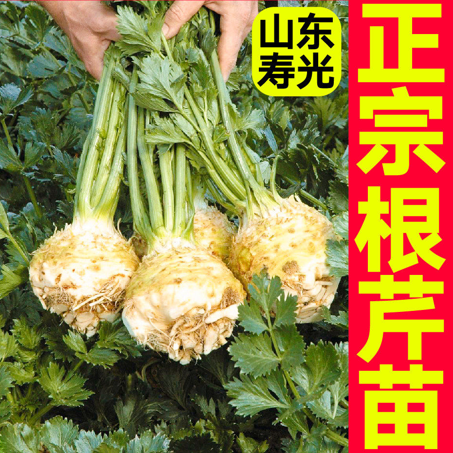 寿光正宗根芹苗秧对版皇后