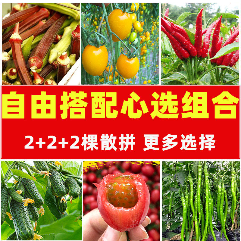 自由搭配蔬菜苗番茄辣椒