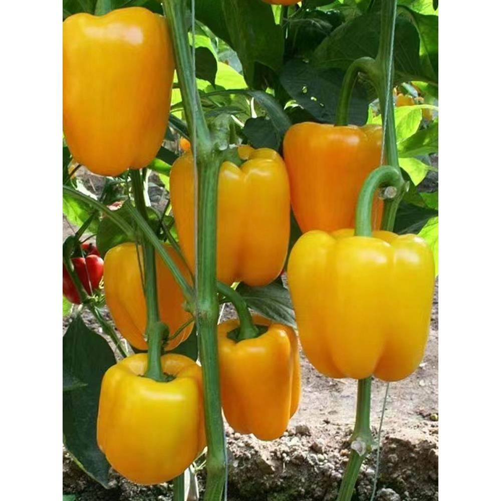 法国蔬菜种子荷兰比久黄娜黄彩椒种子黄彩椒甜椒苗