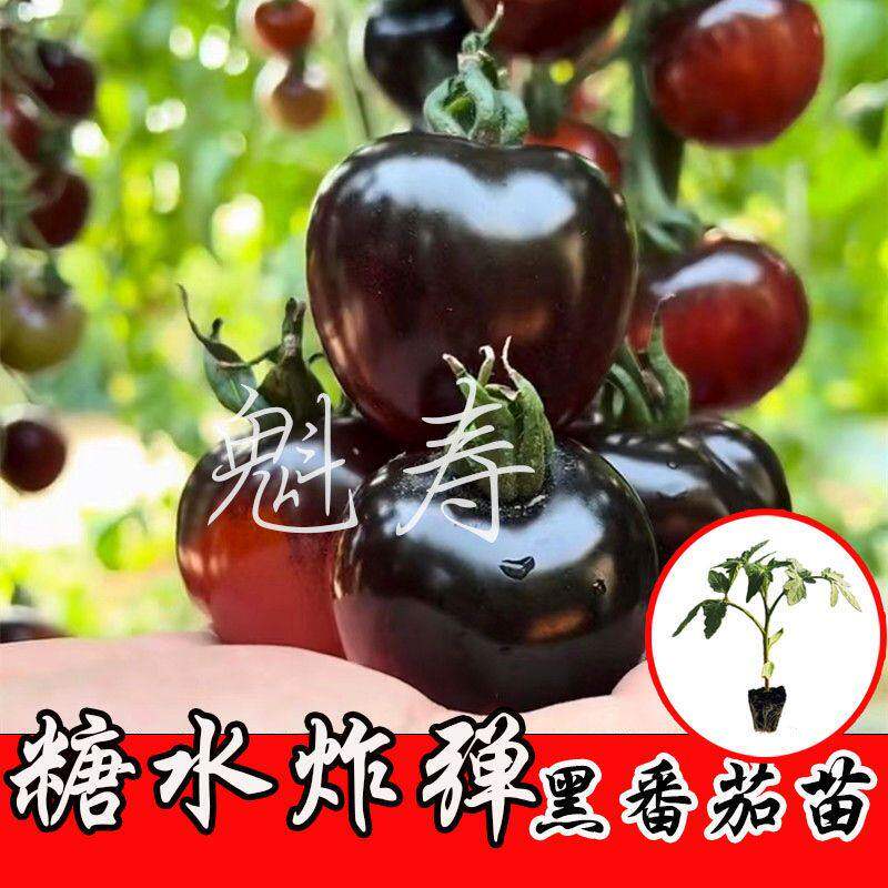 黑骑士樱桃番茄种苗四季西
