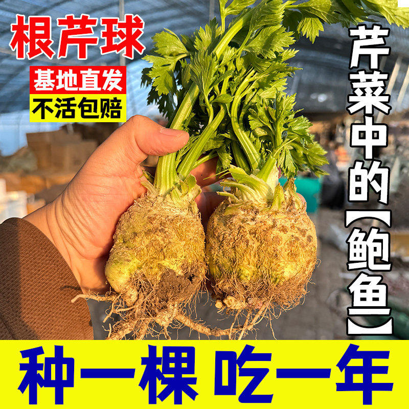 寿光根芹球秧茎食用耐寒四