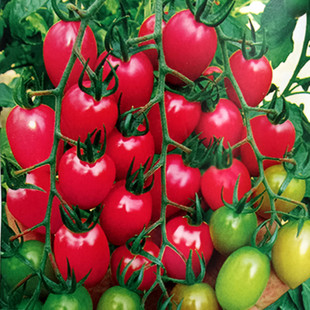 台湾农友千禧樱桃番茄种子四季阳台盆栽蔬菜种孑瀑布西红柿种籽苗