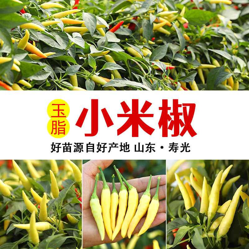 玉脂小米辣种子苗白朝天椒