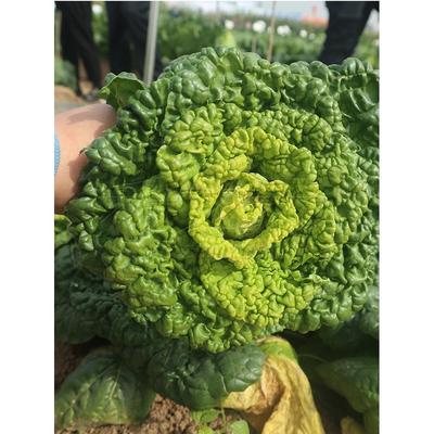 雪里金花种籽黄心乌塌菜子