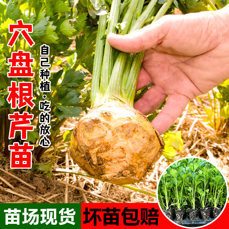 地中海根芹苗种子带土发货