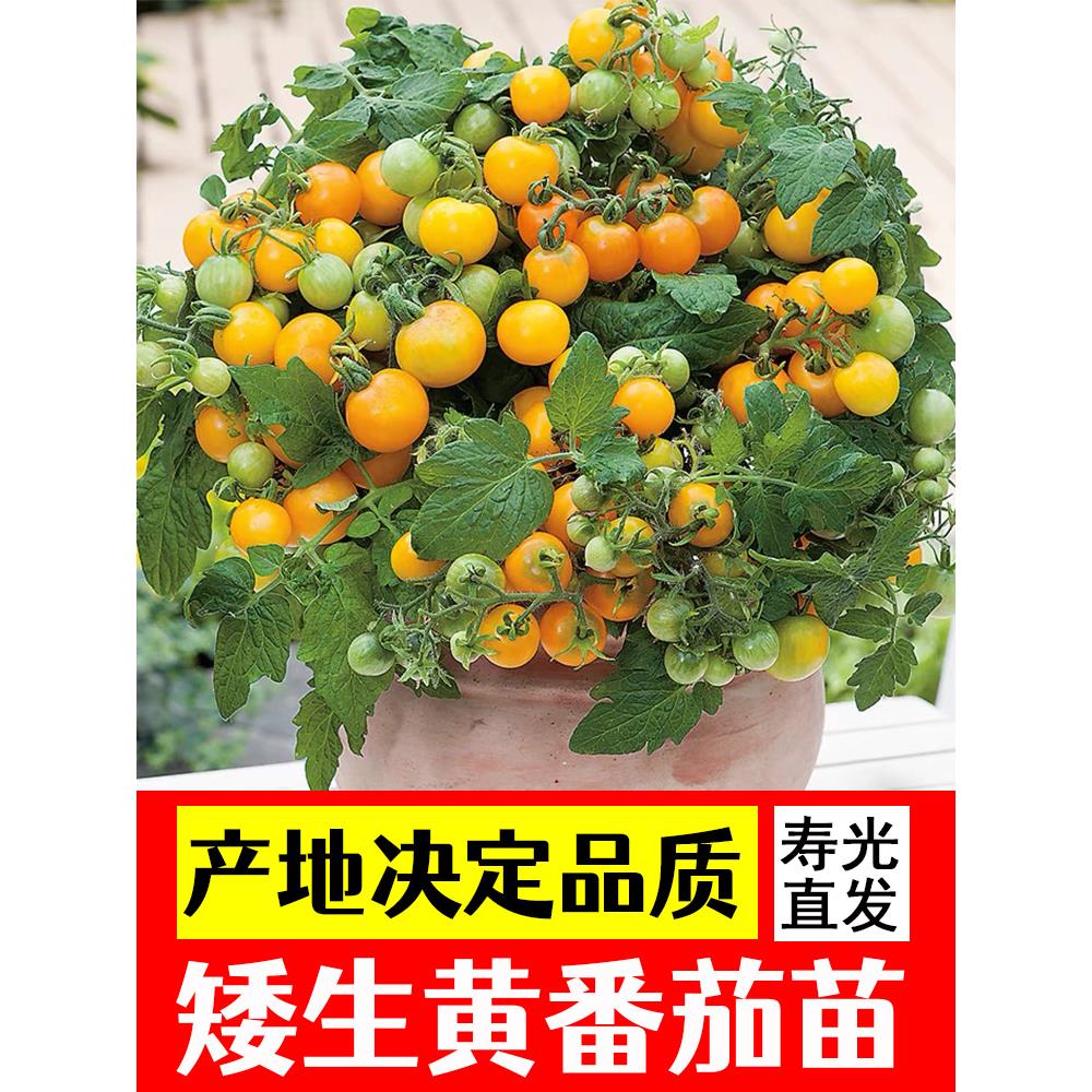 矮生黄盆栽番茄种子室内四