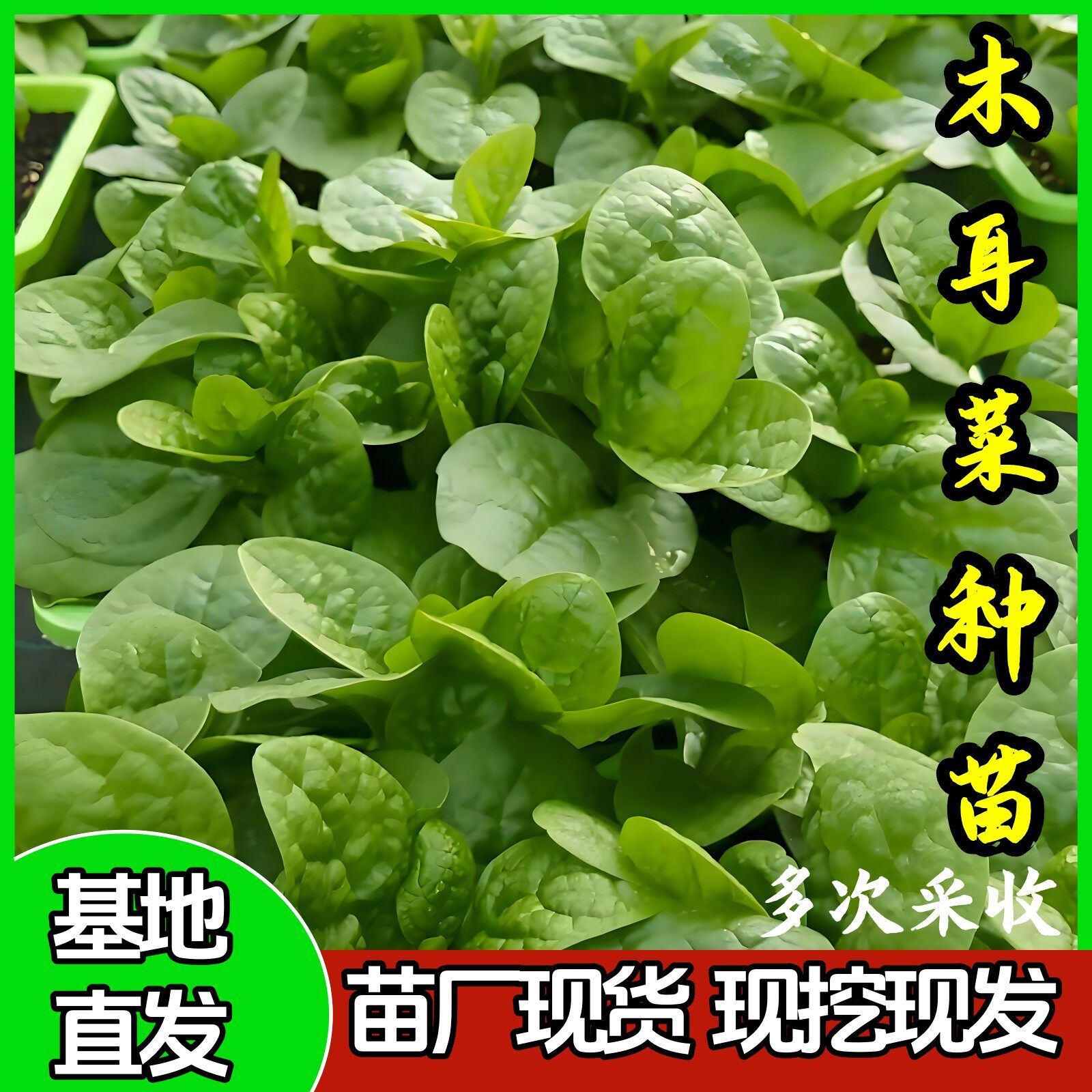 大叶木耳菜苗爬藤阳台盆栽